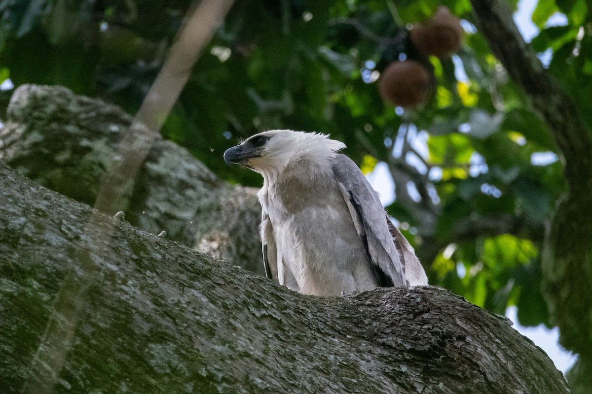 Harpy Eagle - ML641605067