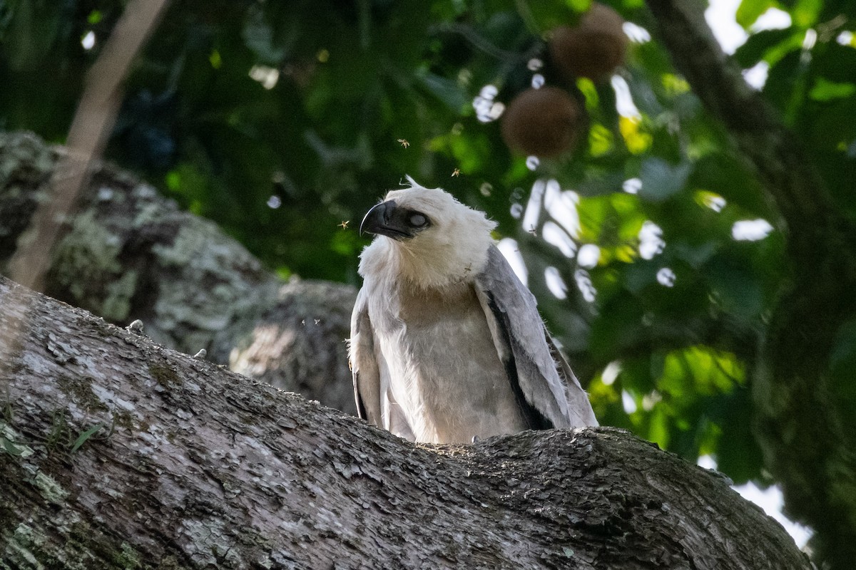 Harpy Eagle - ML641605068