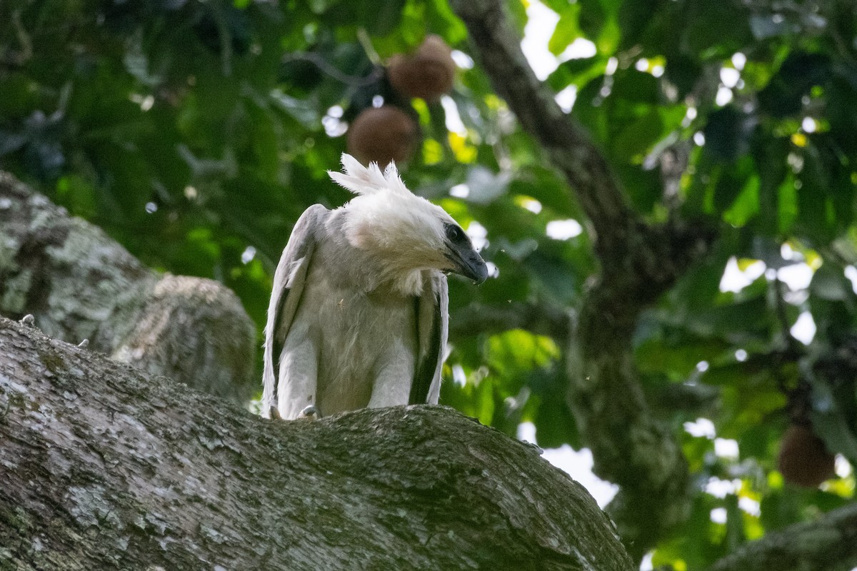 Harpy Eagle - ML641605069