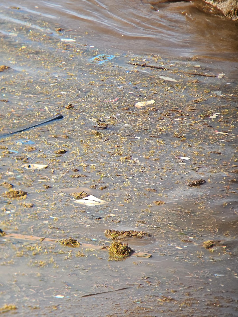 Semipalmated Sandpiper - ML641605072
