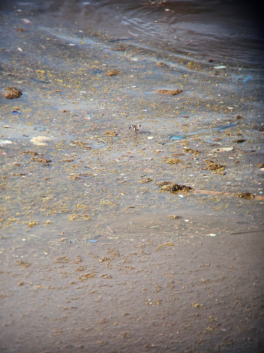 Semipalmated Sandpiper - ML641605073