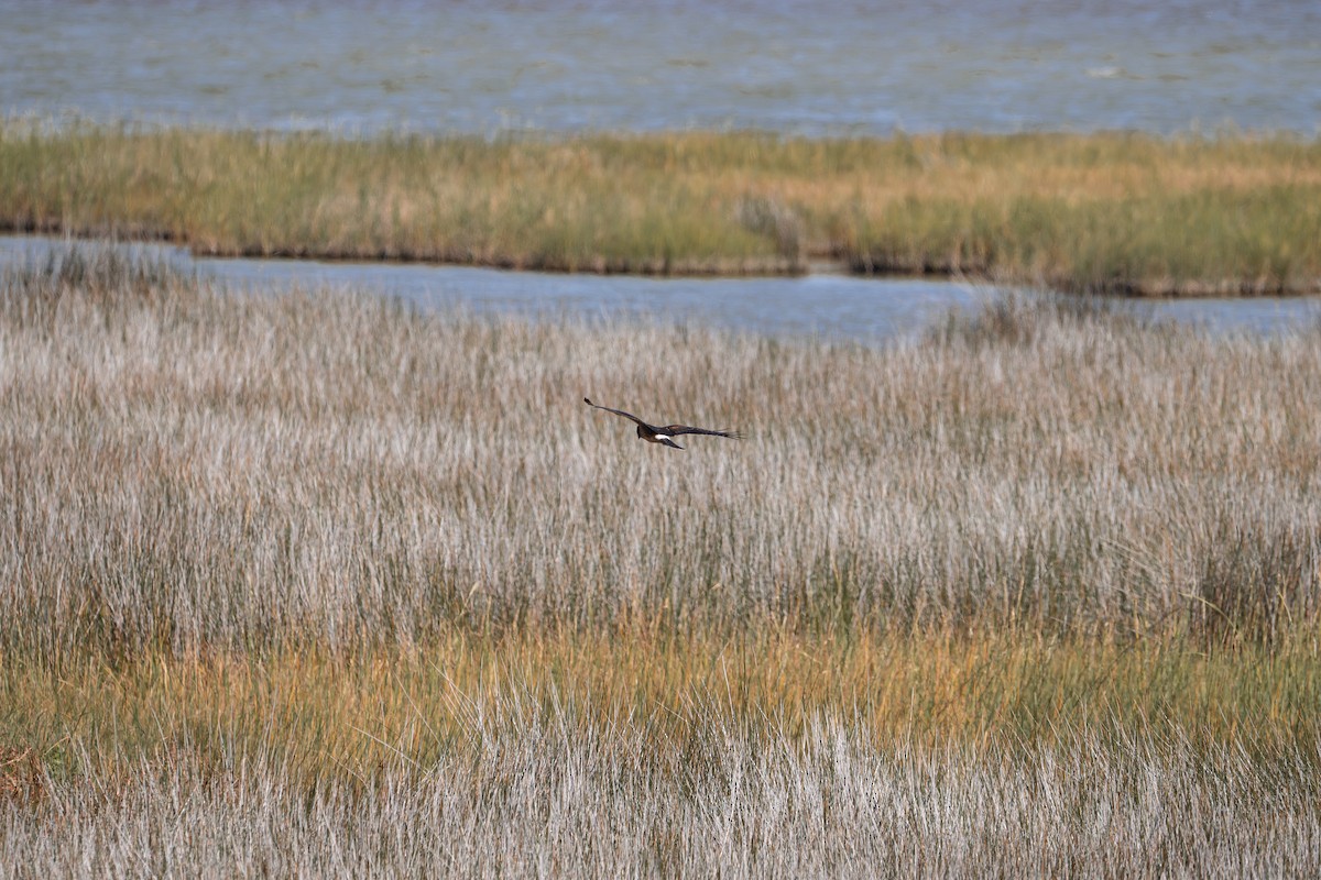 Northern Harrier - ML641605091