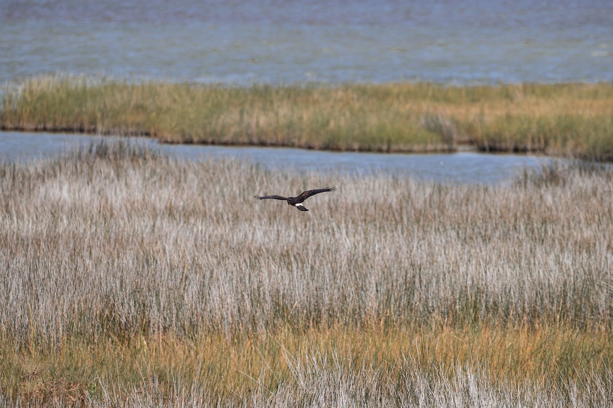 Northern Harrier - ML641605094
