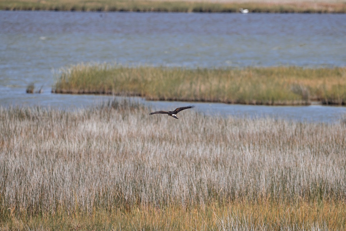 Northern Harrier - ML641605096