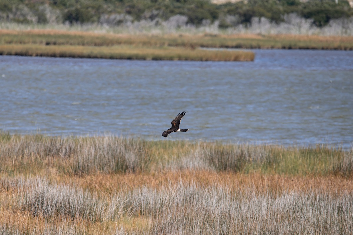 Northern Harrier - ML641605100