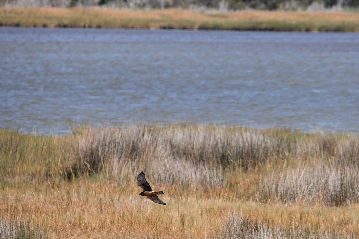 Northern Harrier - ML641605105
