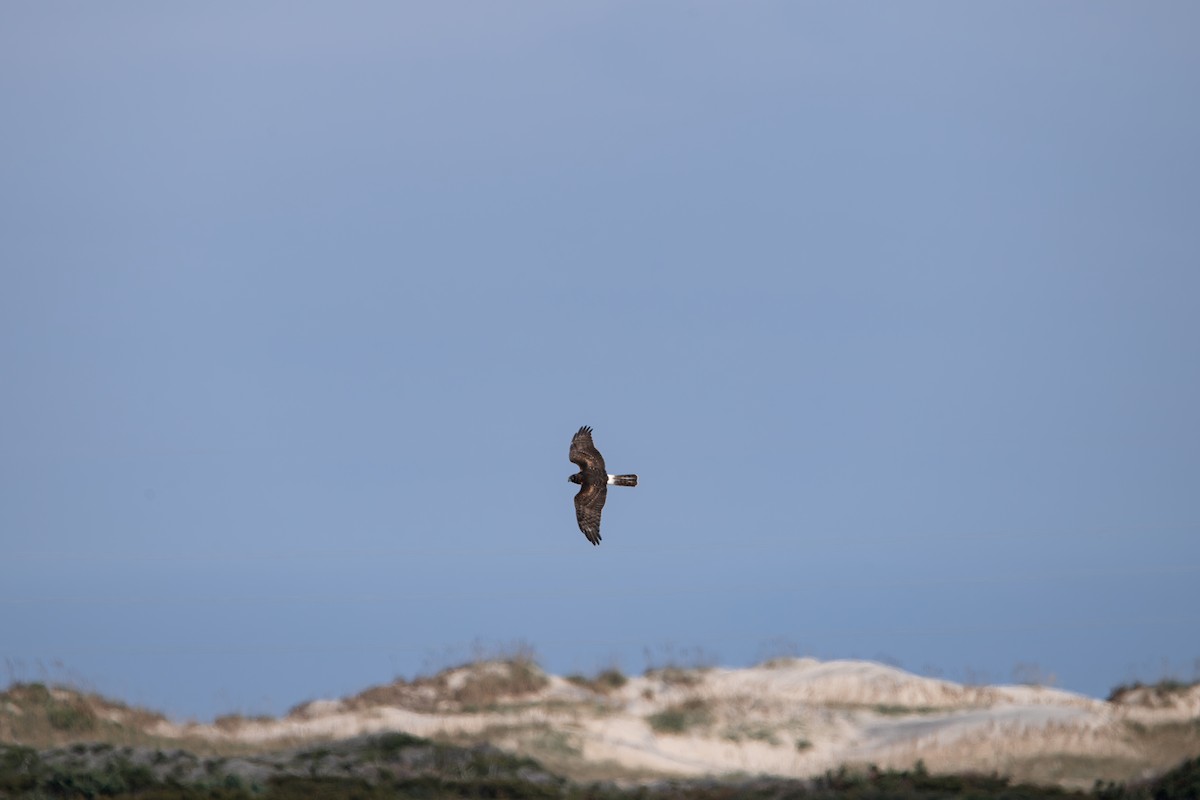 Northern Harrier - ML641605107