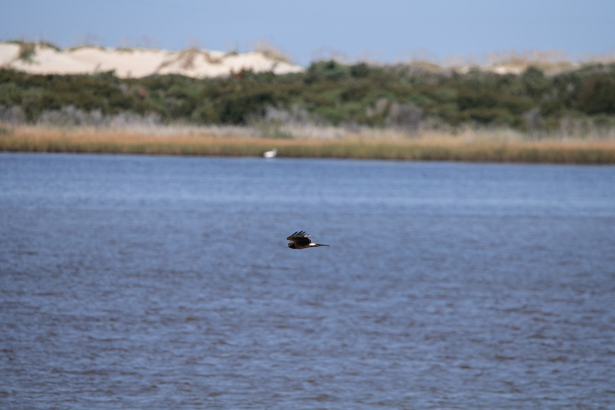 Northern Harrier - ML641605110