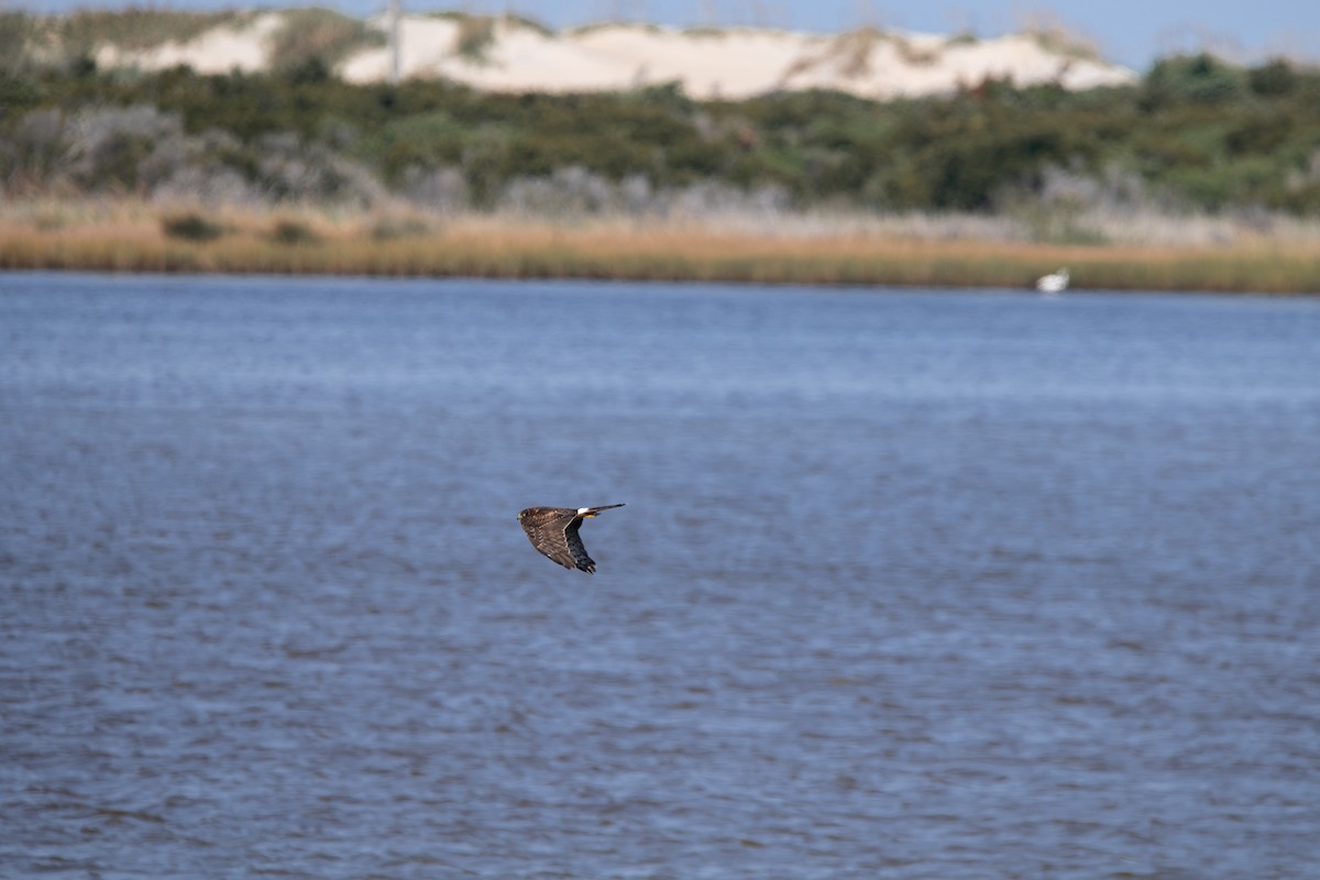 Northern Harrier - ML641605112