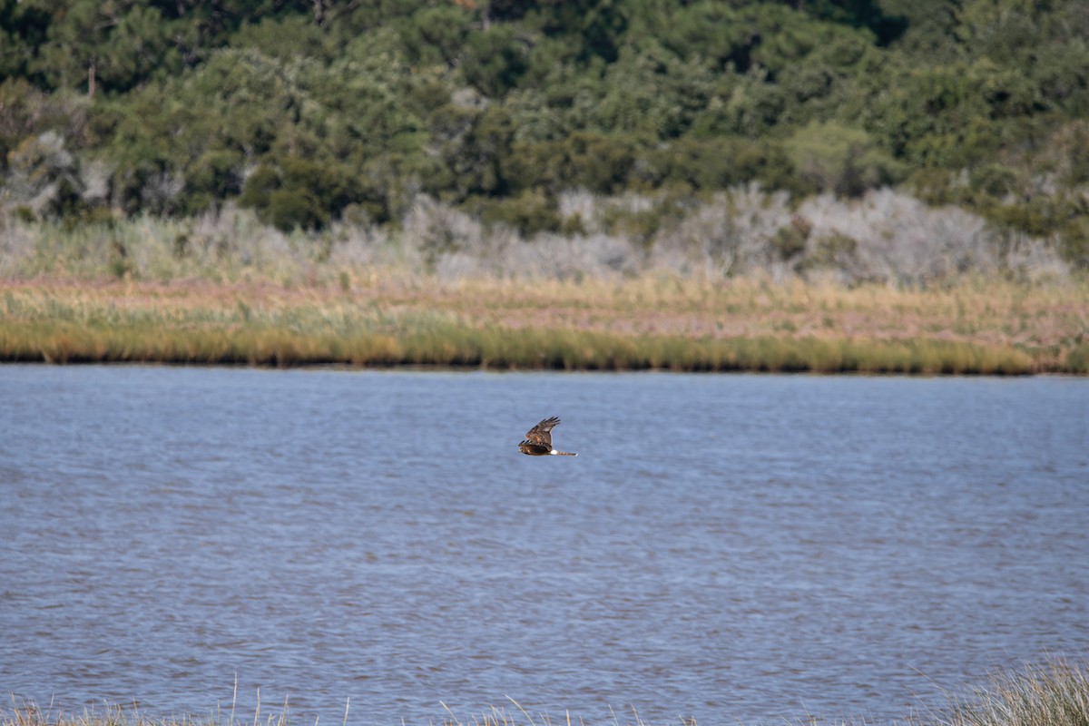 Northern Harrier - ML641605116
