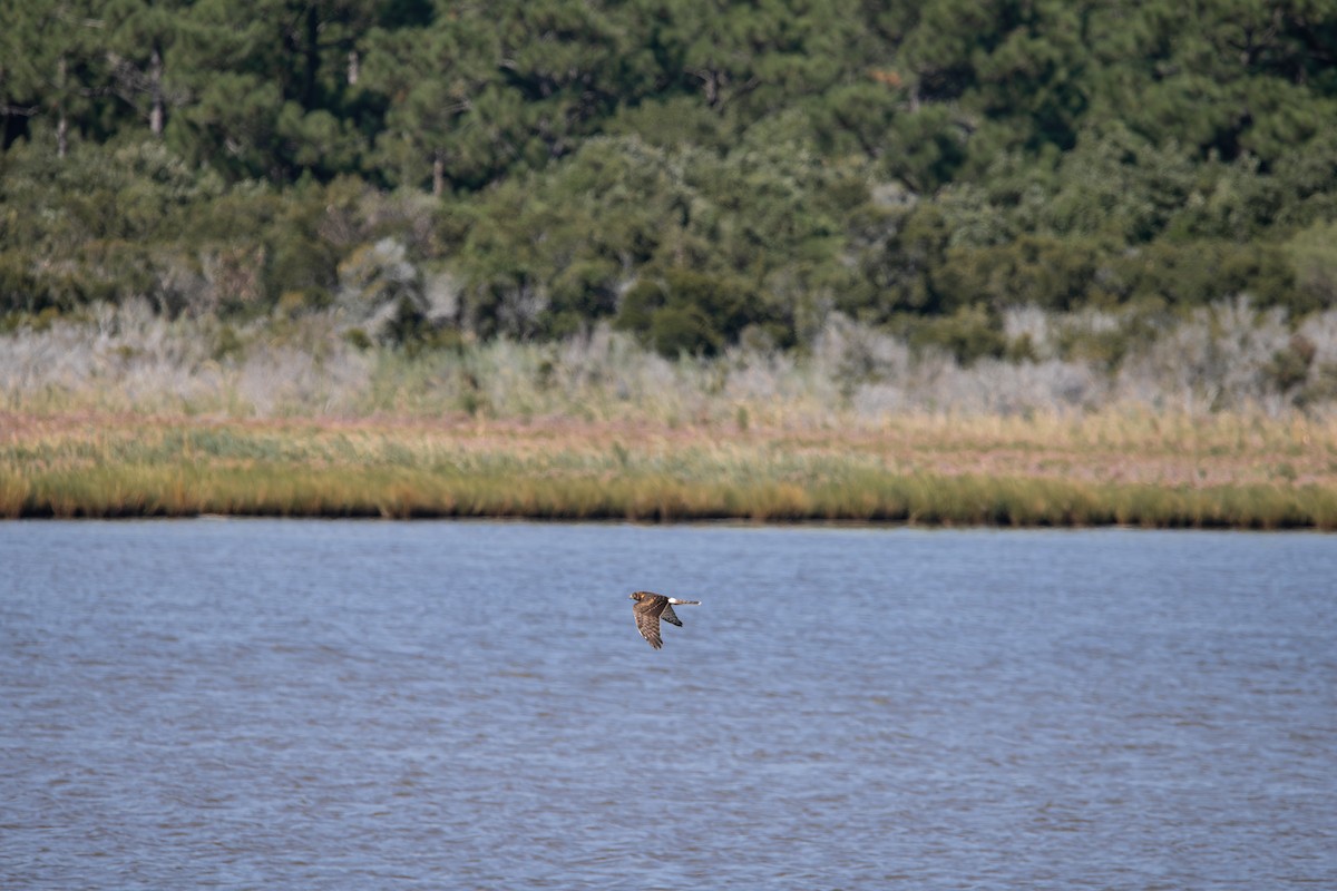 Northern Harrier - ML641605119