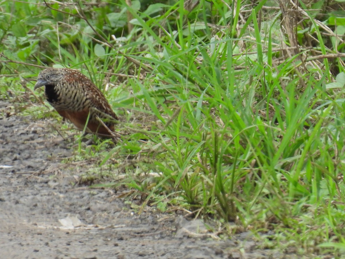 Barred Buttonquail - ML641605122