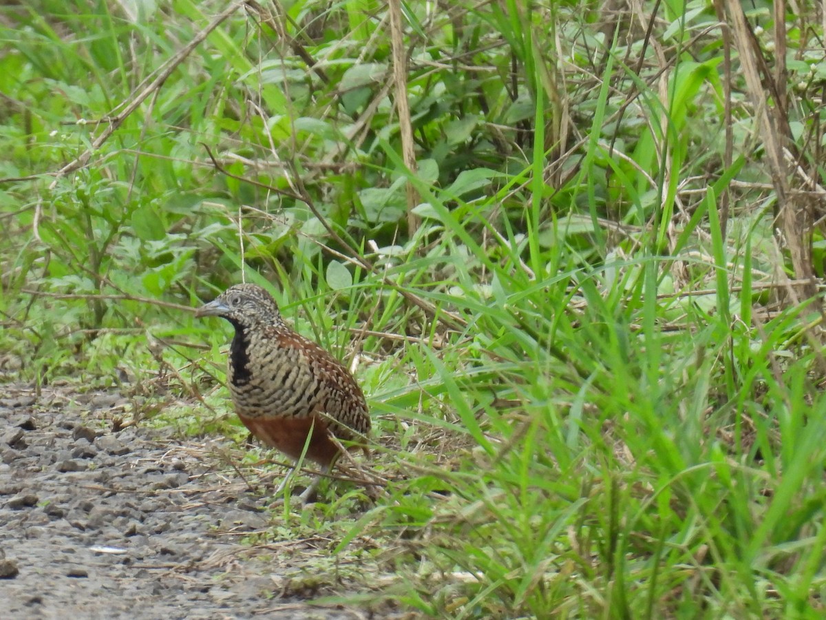Barred Buttonquail - ML641605144