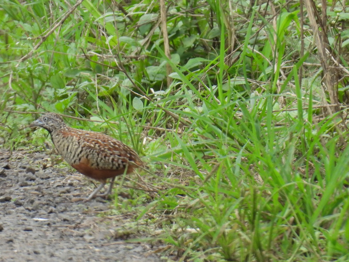 Barred Buttonquail - ML641605145