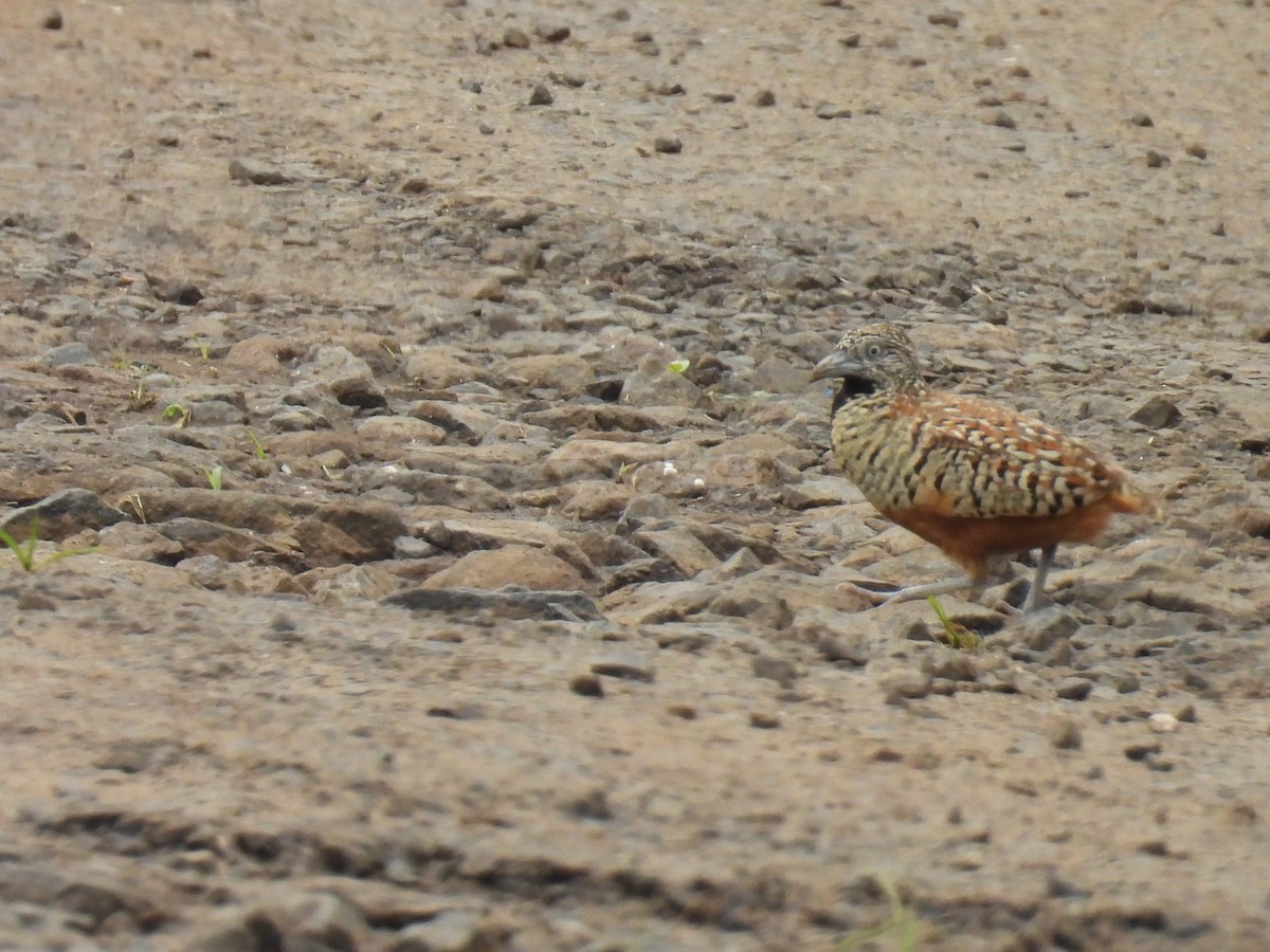 Barred Buttonquail - ML641605152