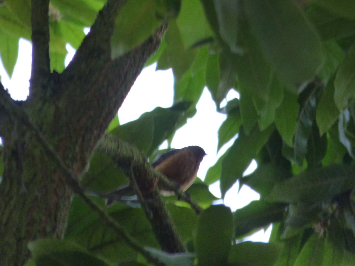 Rufous-browed Conebill - ML641605162