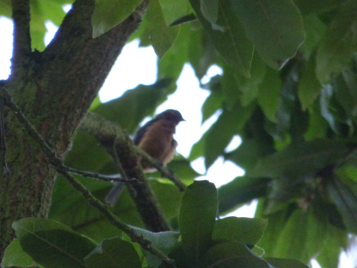 Rufous-browed Conebill - ML641605163