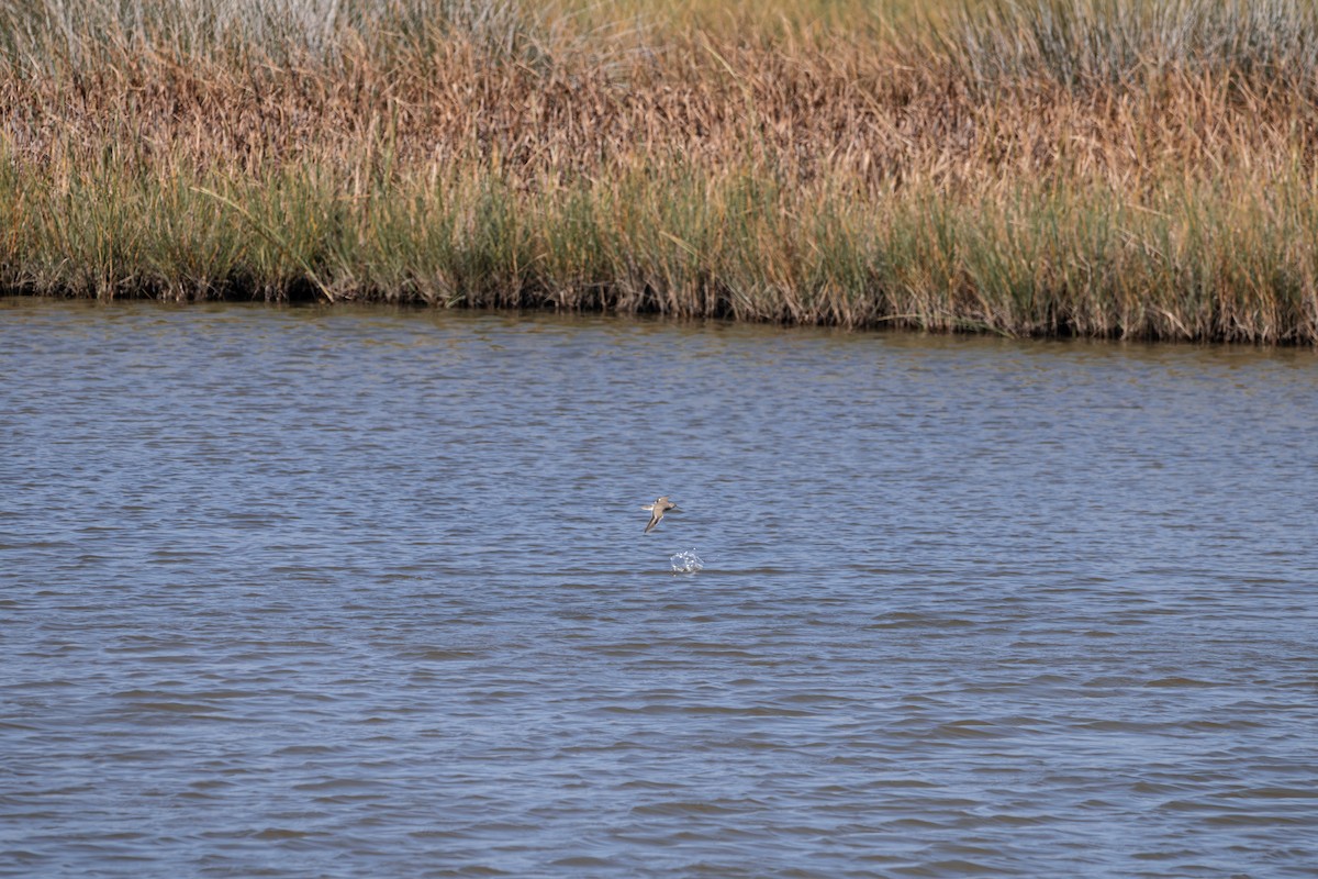 Spotted Sandpiper - ML641605164