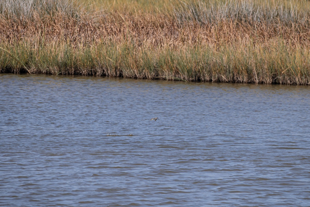 Spotted Sandpiper - ML641605167