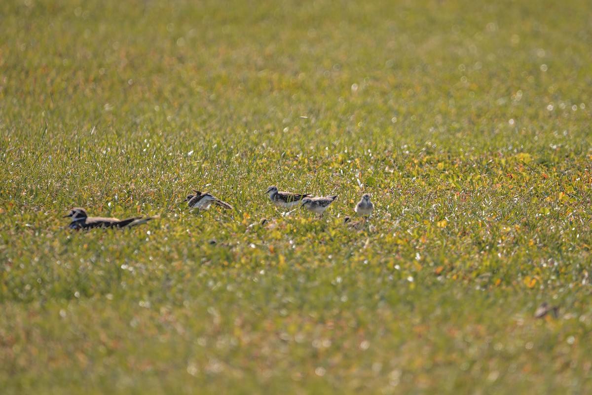 Least Sandpiper - ML641605176