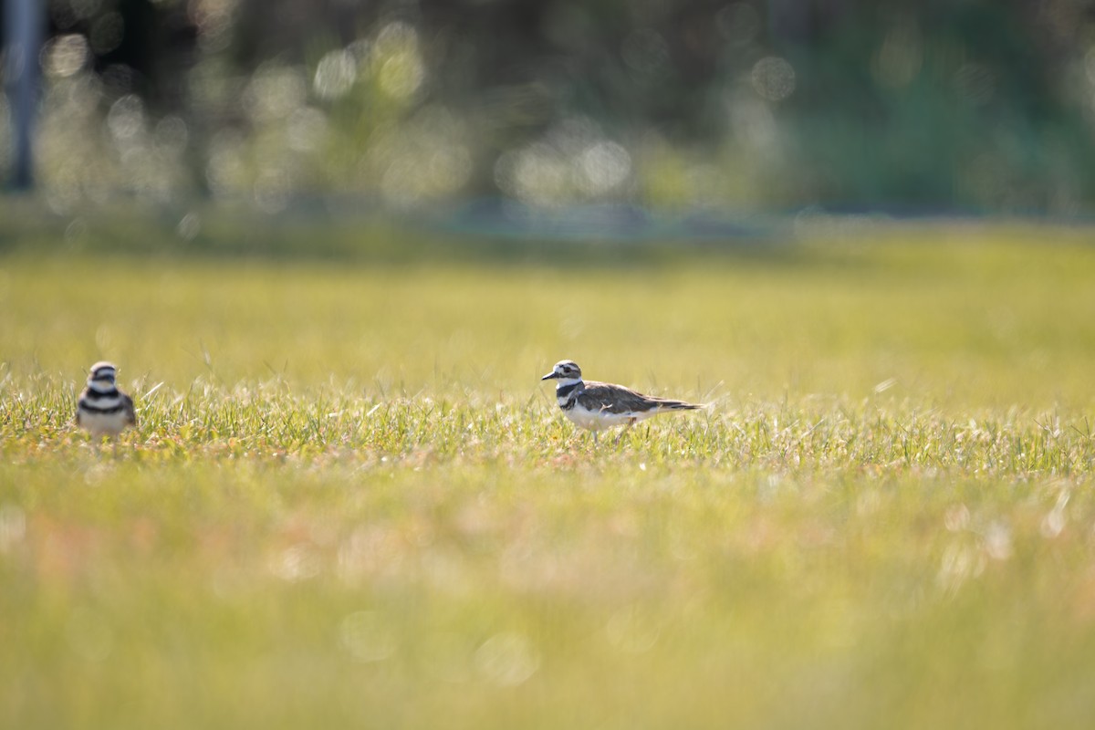 Killdeer - ML641605177
