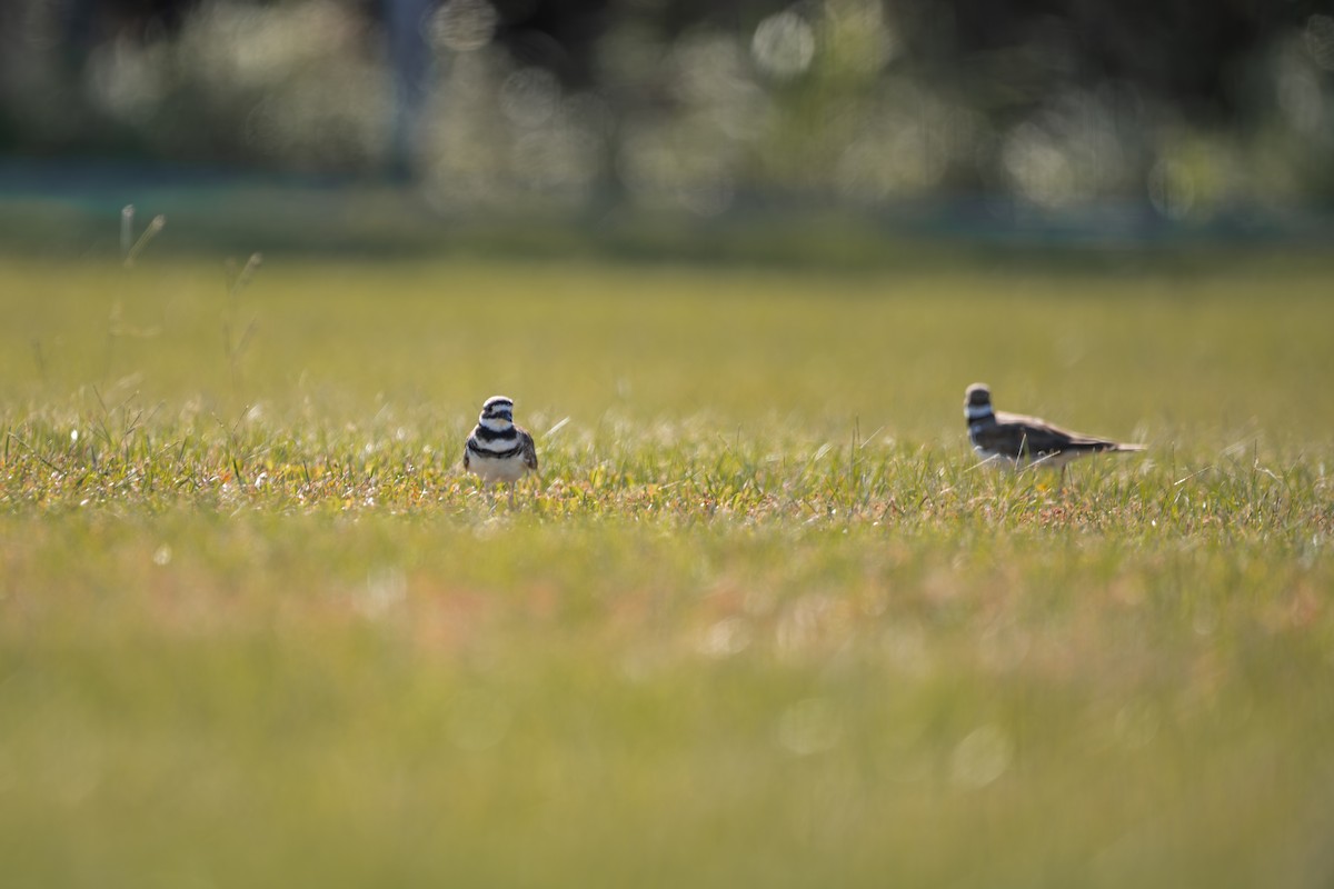 Killdeer - ML641605182