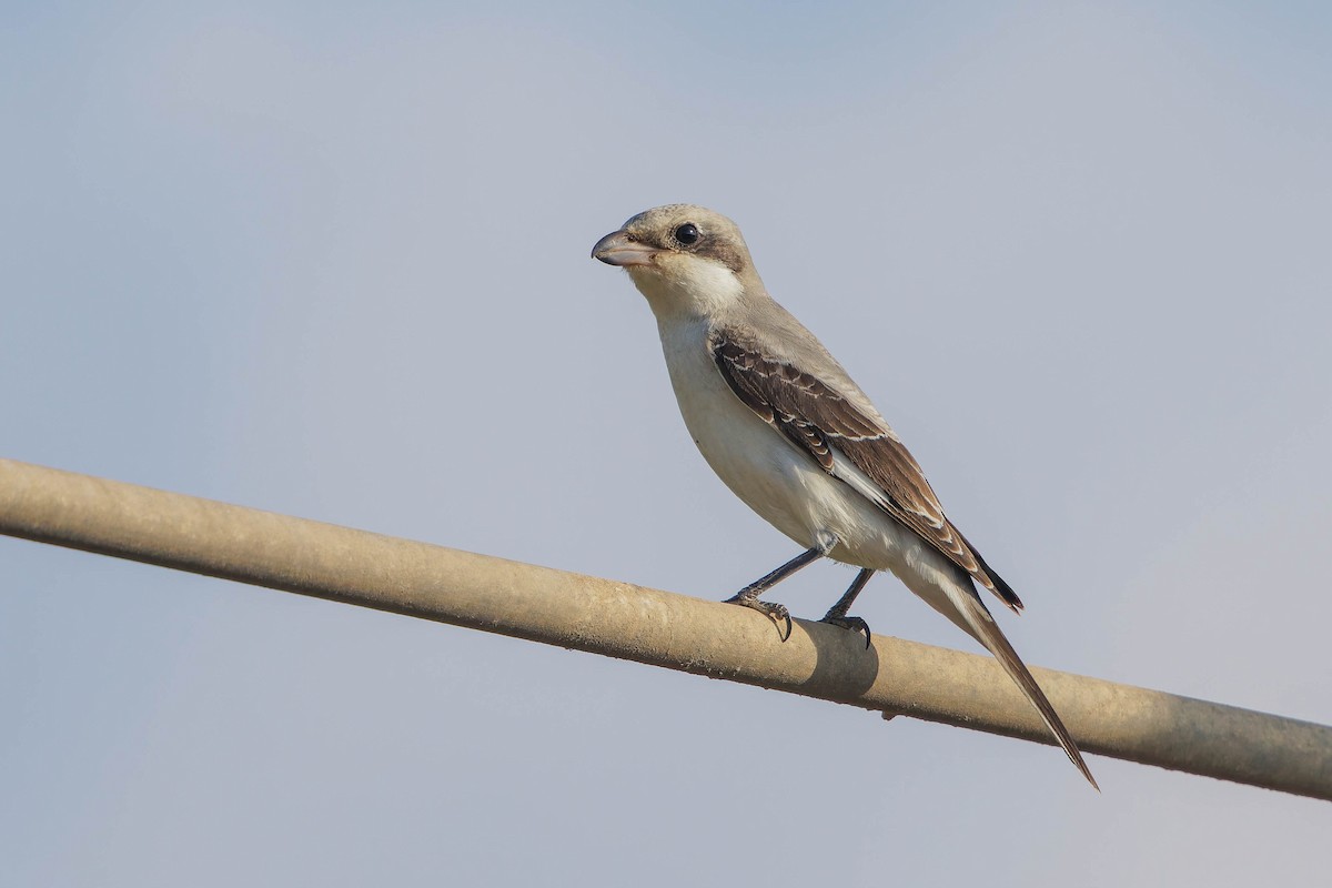 ťuhýk menší - ML641605183