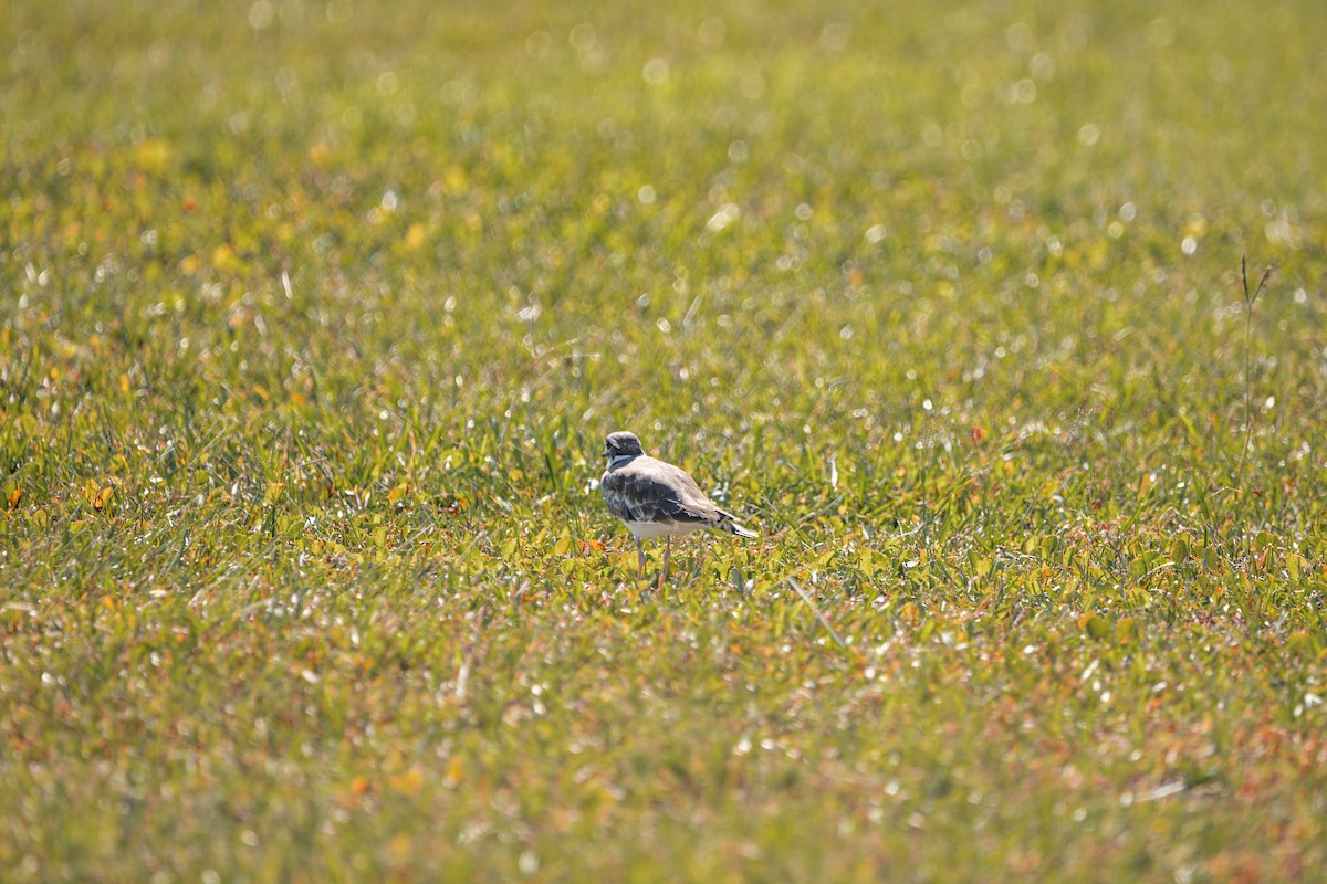 Killdeer - ML641605184