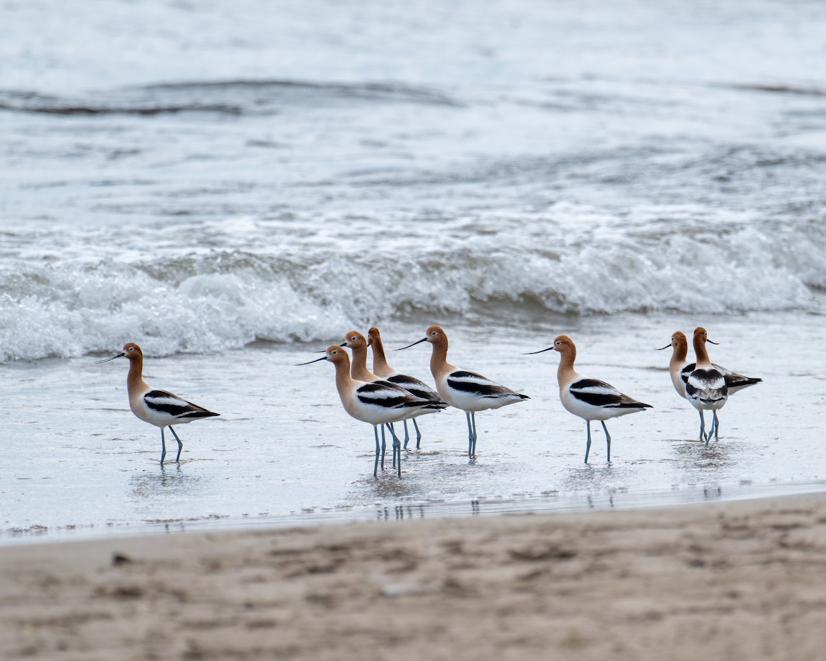 American Avocet - ML641605211