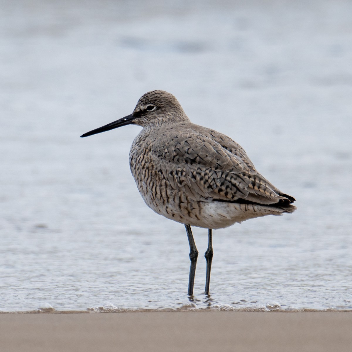 Willet - ML641605216