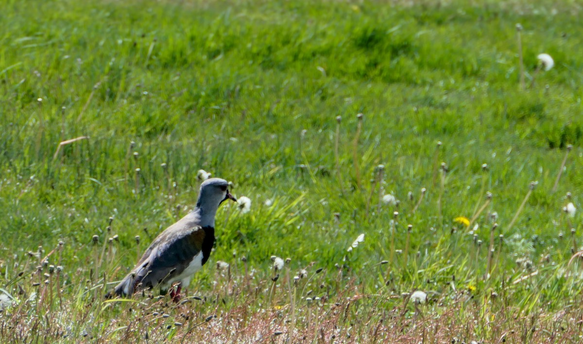 Southern Lapwing - ML641605229