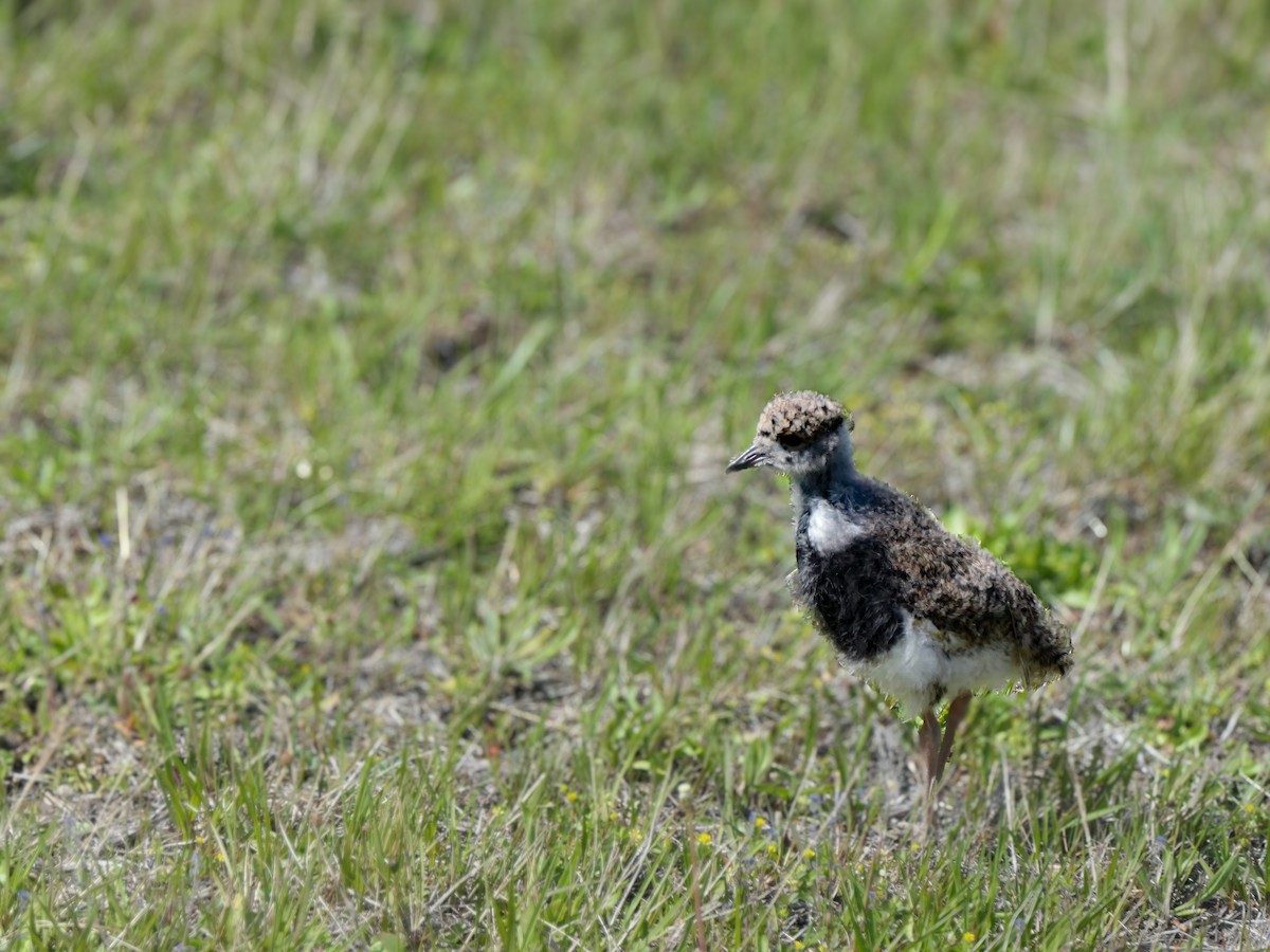 Southern Lapwing - ML641605230