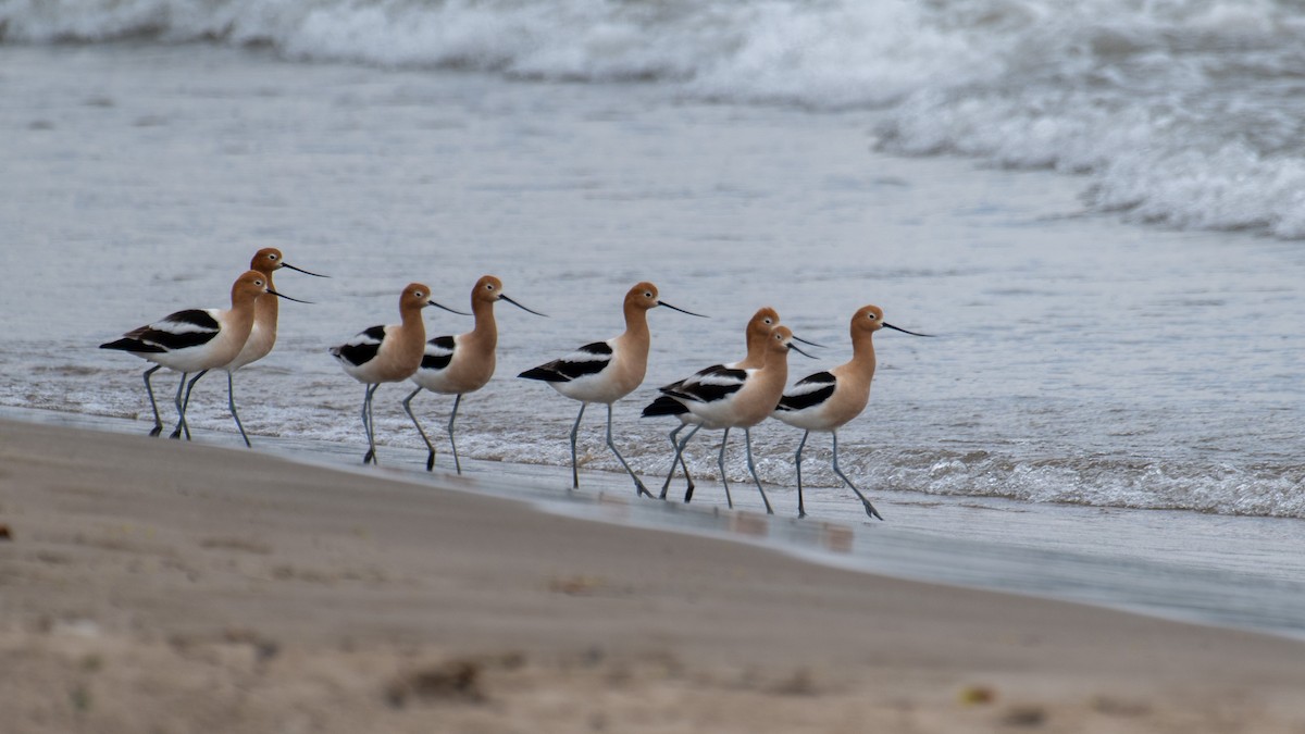 American Avocet - ML641605315