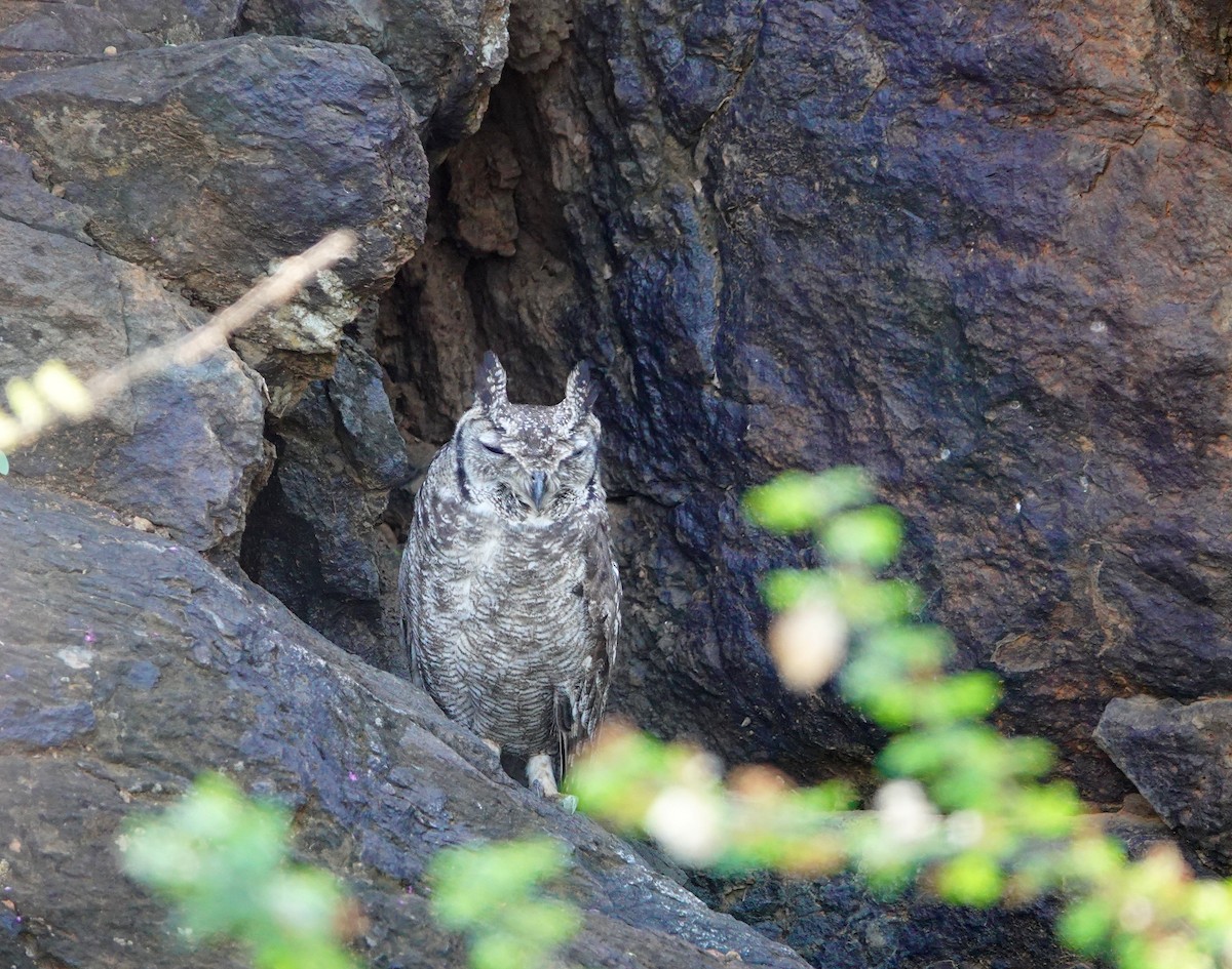 Grayish Eagle-Owl - ML641605318