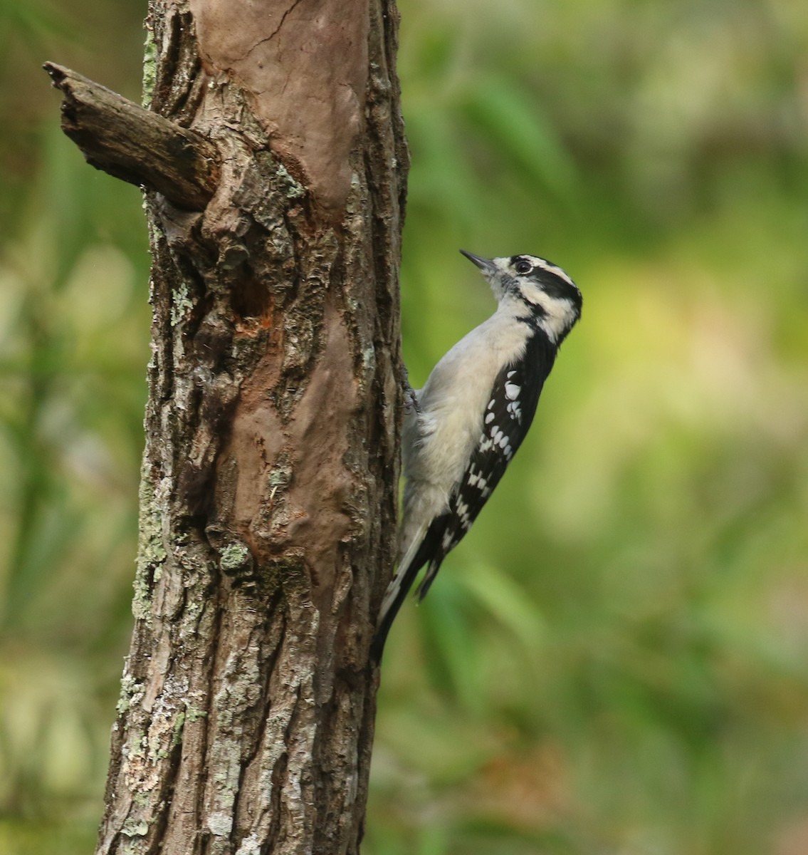 Downy Woodpecker - ML641605329
