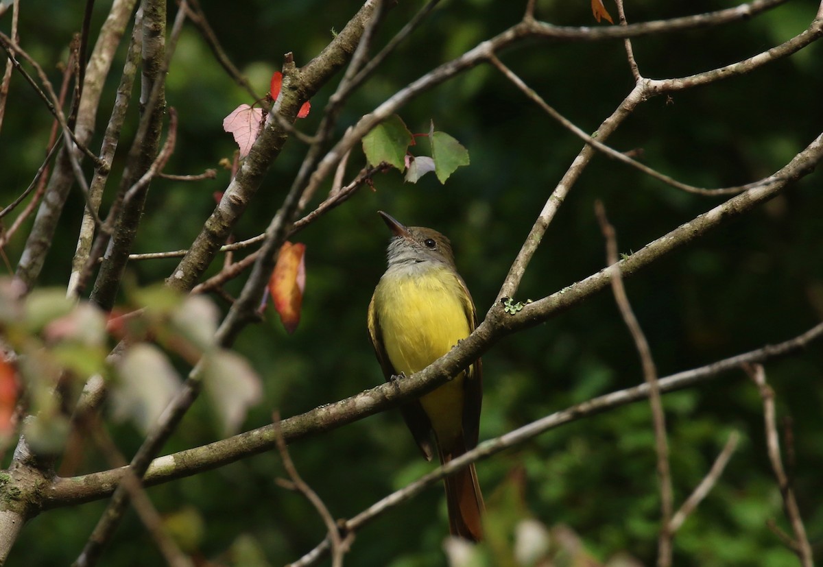 Great Crested Flycatcher - ML641605344