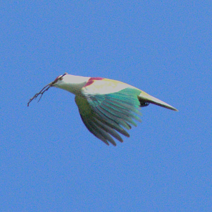 Many-colored Fruit-Dove - ML641605354