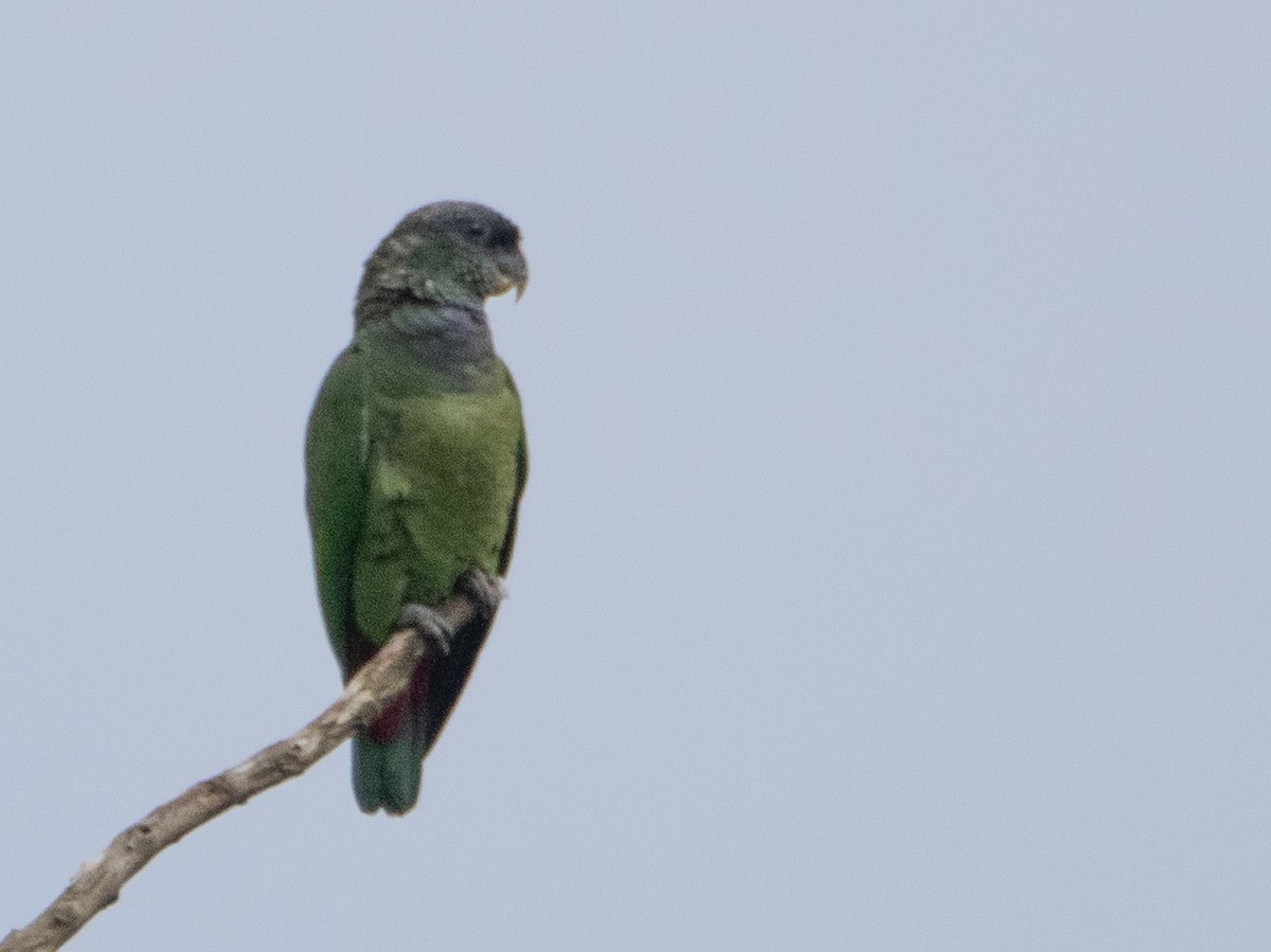 Scaly-headed Parrot - ML641605356