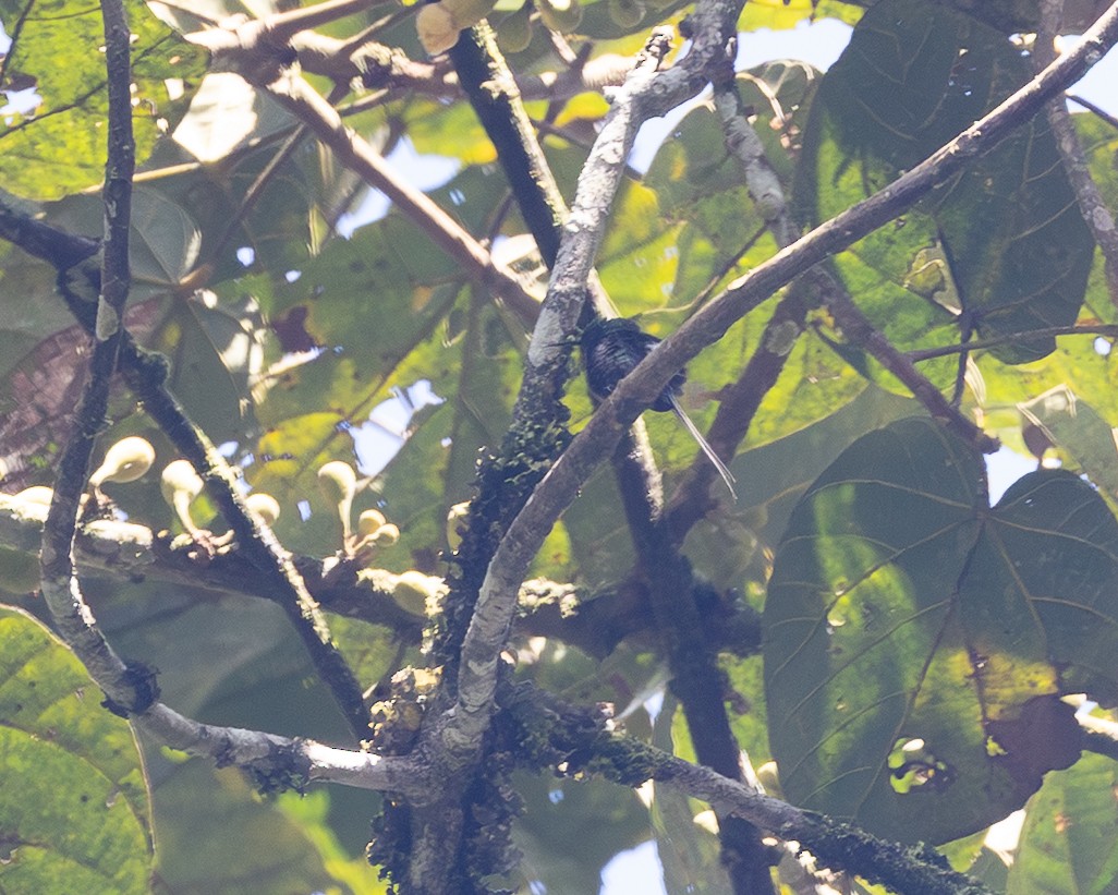 Black-bellied Thorntail - ML641605399