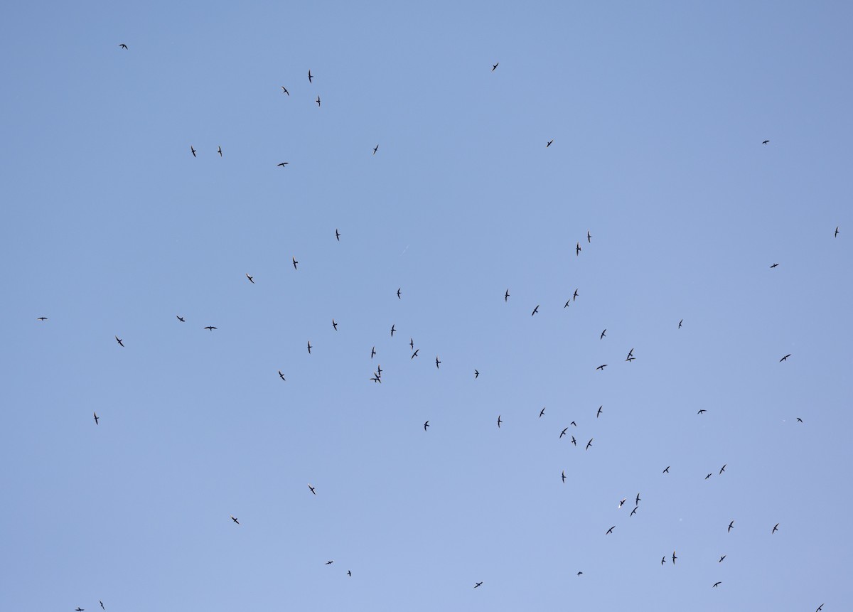 White-collared Swift - ML641605422