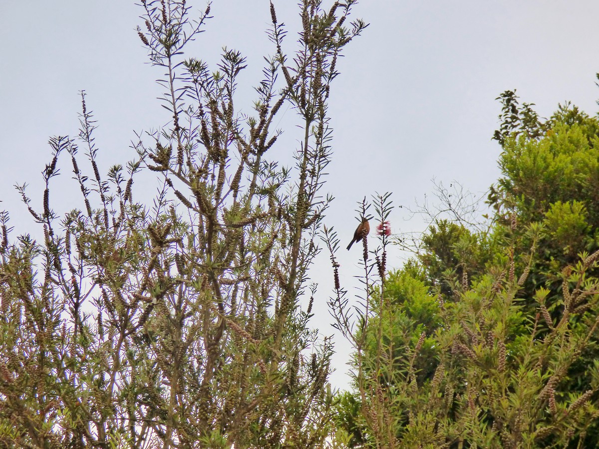 Rufous-browed Conebill - ML641605430