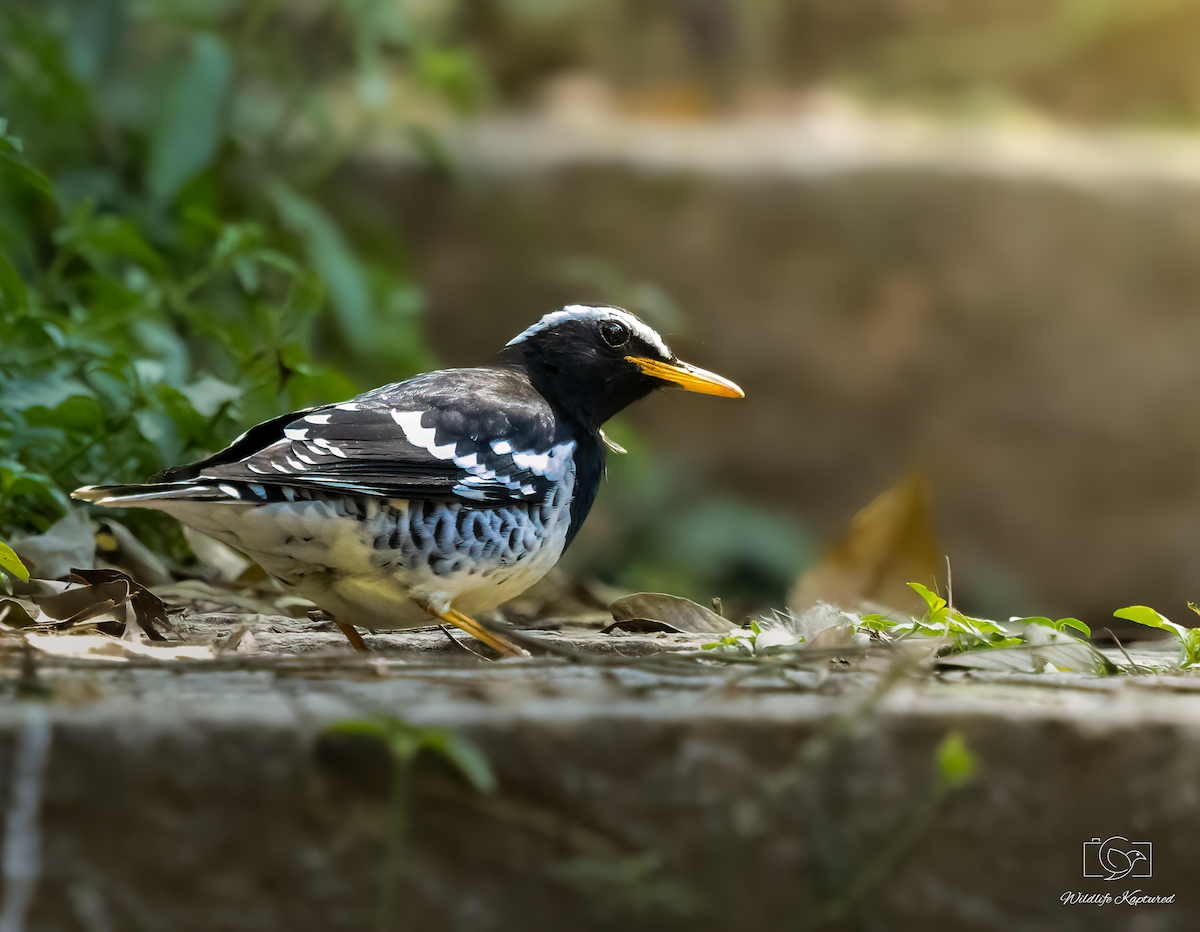 Pied Thrush - ML641605477