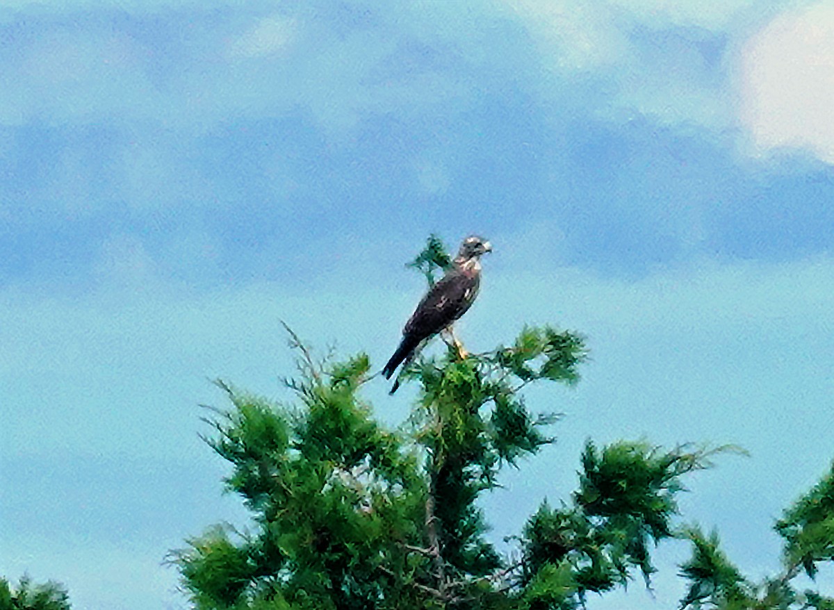 Amurbussard - ML641605539