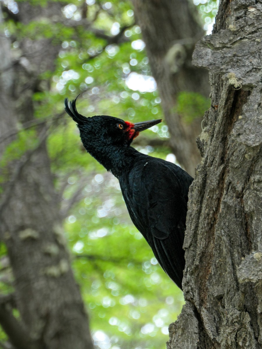 Magellanic Woodpecker - ML641605546