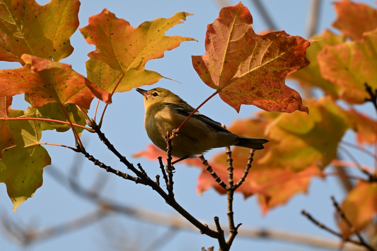Bay-breasted Warbler - ML641605549
