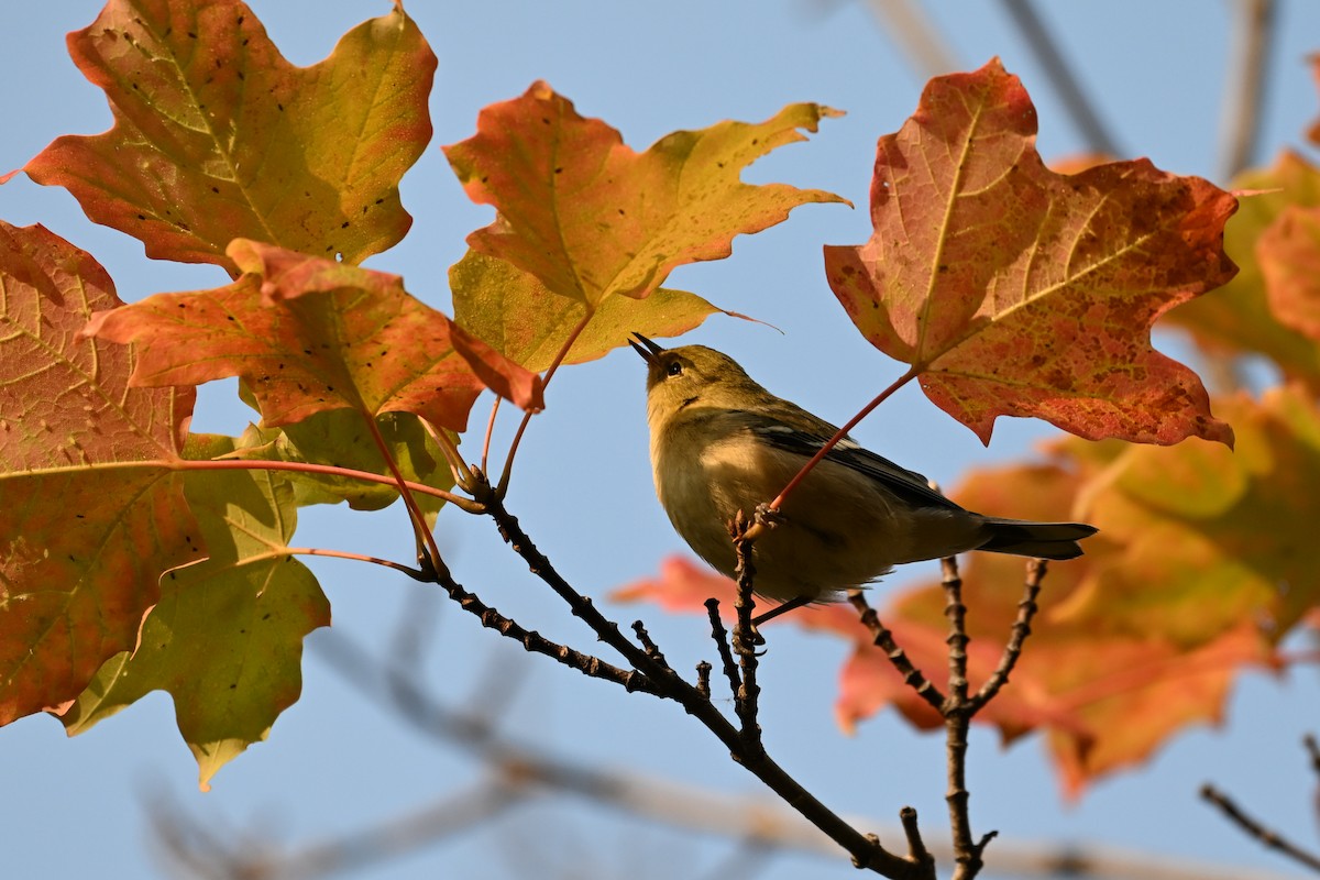 Bay-breasted Warbler - ML641605550