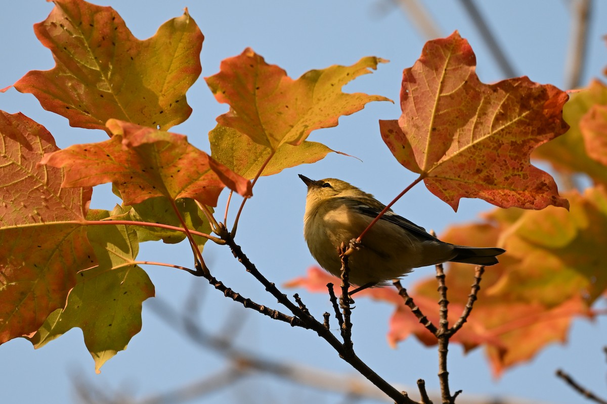 Bay-breasted Warbler - ML641605551