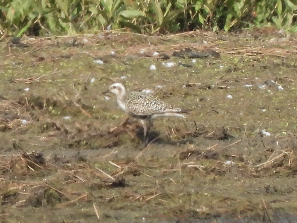 American Golden-Plover - ML641605561