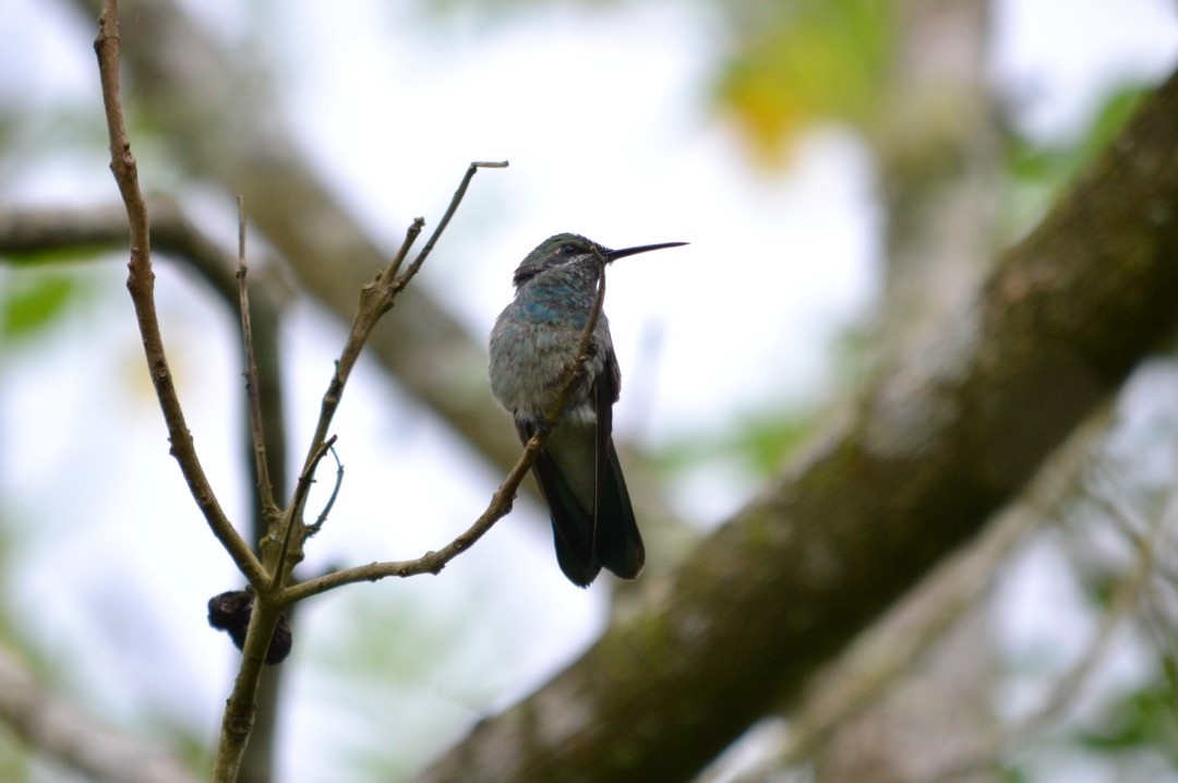 White-vented Violetear - ML641605576