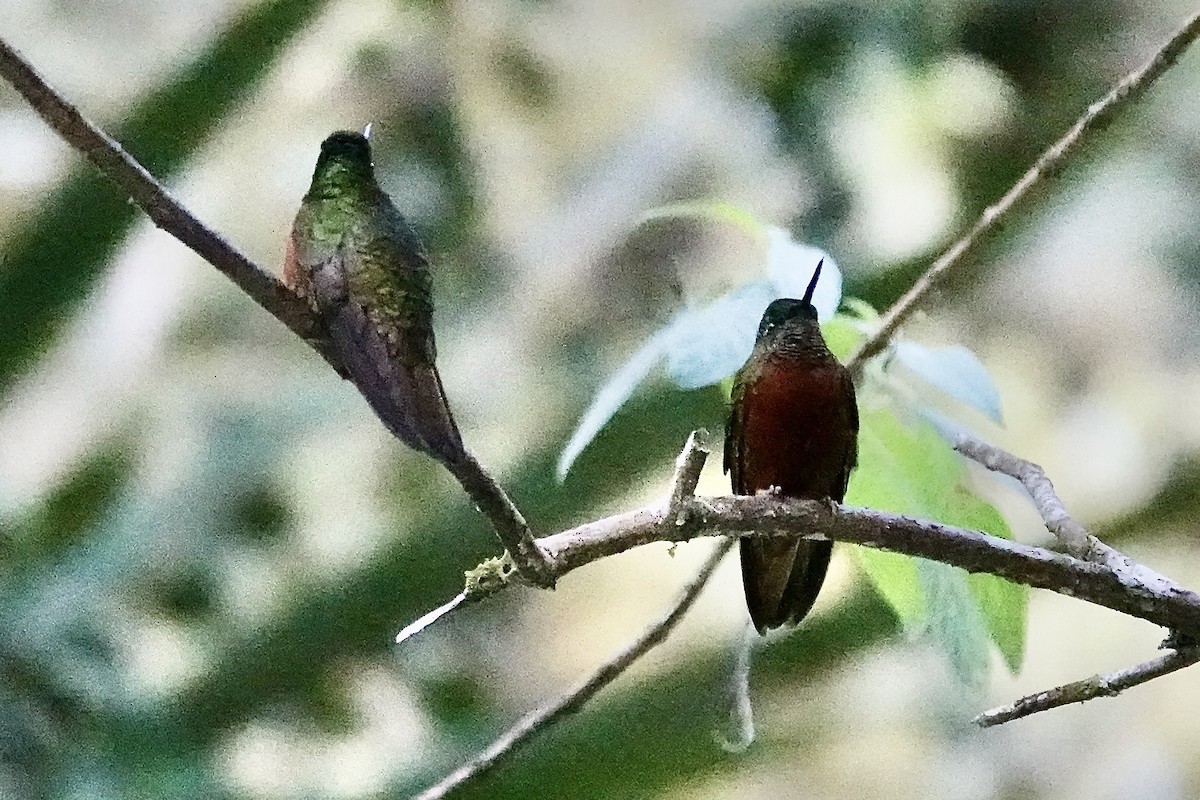 Rotbauchkolibri - ML641605597